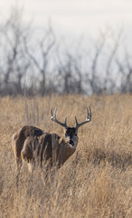 Buck Whitetail Deer During the Rut in Autumn in Colorado