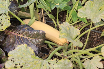Blick in den Botanischen Garten der Stadt Köln	