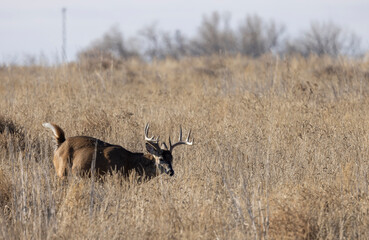 Naklejka premium Buck Whitetail Deer During the Rut in Autumn in Colorado