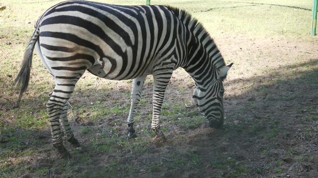 Zoo animals
