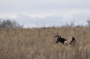 Buck Whitetail Deer During the Rut in Autumn in Colorado