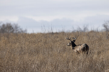 Buck Whitetail Deer During the Rut in Autumn in Colorado