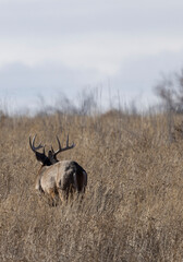 Buck Whitetail Deer During the Rut in Autumn in Colorado