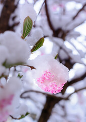 Inflorescence of pink lilac under snow