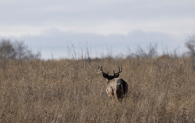 Buck Whitetail Deer During the Rut in Autumn in Colorado