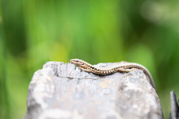 Common wall lizard lying on a stone wall, Podarcis muralis, reptile living in Northern Europe and North America, wildlife moselle valley