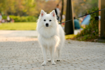 A white dog stands on a pathway in a park. People are sitting on the grass and enjoying the day. Trees and green space surround them. It is an afternoon outing for many