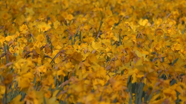 crowded daffodils, field of yellow flowers, shallow depth of focus, good for background texture