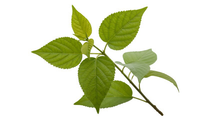 Green Plant Branch with Leaves on Black Background