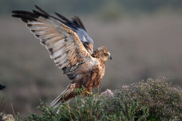 Marsh Harrier landing on perch
