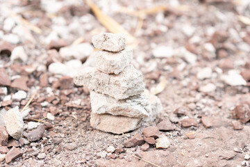 lizard on the ground