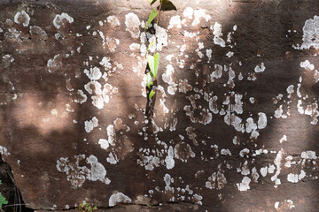 water drops on a leaf