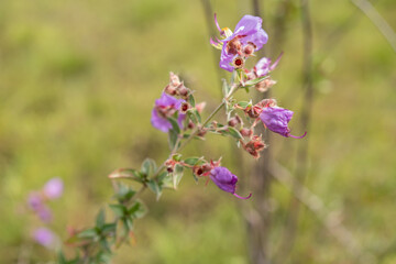wild flowers in the field