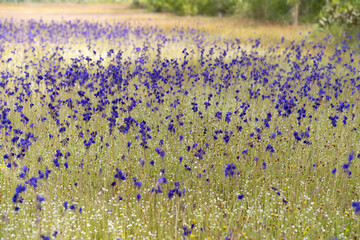 field of lavender