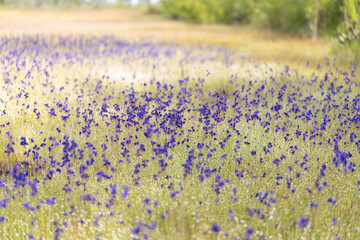 field of lavender