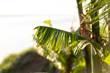 palm tree leaves