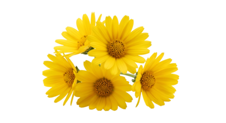 Cluster of five bright yellow daisy-like flowers bloom