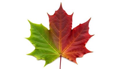 Obraz premium Vibrant Green Red Maple Leaf: Autumn Season Color Change