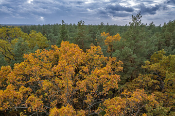 Autumn forest canopy under dramatic cloudy sky.