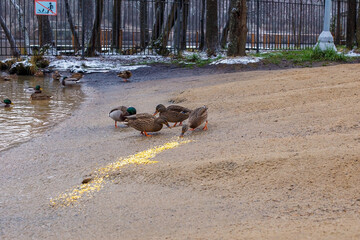 Ducks and mallards eat food on the riverbank. Feeding birds. The concept of wildlife.