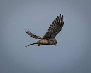 A common kestrel captured mid hover with wings fully spread and head angled downward while scanning for prey. The soft grey sky provides a clean background that emphasizes the raptor's detailed
