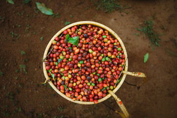 ripe coffee cherry