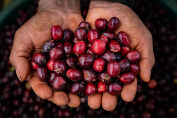 handful of ripe coffee cherries