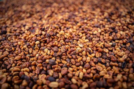 roasted coffee beans