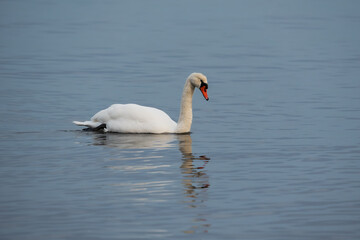 Fototapeta premium Graceful white Mute Swan swimming peacefully on calm, misty blue water surface, creating a subtle reflection in a serene natural environment.