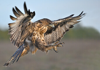 Bonellis Eagle landing with talons extended