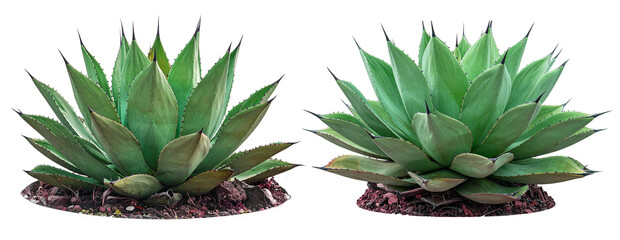 Fototapeta premium Aloe vera plants isolated on transparent background. 