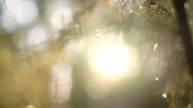 Dreamy sunlight filtering through moss-covered tree bark