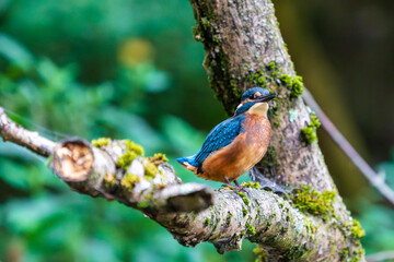 Ein wunderschöner Eisvogel auf einem mit Moos bewachsenen Zeig