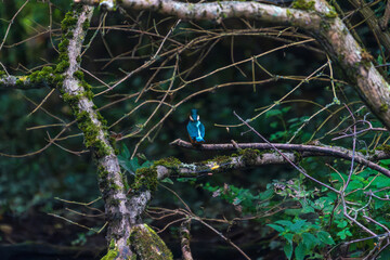 Ein wundersch&ouml;ner Eisvogel auf einem mit Moos bewachsenen Zeig