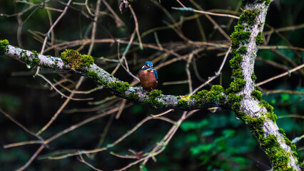 Ein wundersch&ouml;ner Eisvogel auf einem mit Moos bewachsenen Zeig