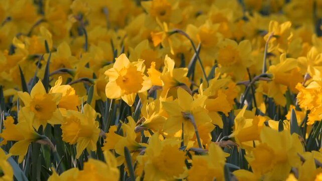 field of daffodils in shaded sunlight, one yellow flower highlighted by bright sunny light