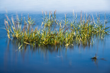 nature sceneries inside the Bibione Pineda lagoon during a summer day