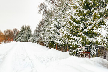 A snow-covered road along a pine hedgerows in a cloudy winter day