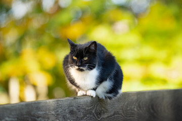 Czarno biały kot siedzący na płocie jesienią © M