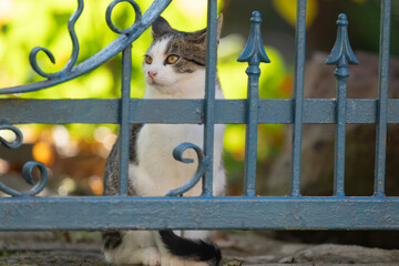 Kot siedzący za bramą do ogrodu