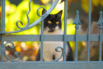 Kot siedzący za ogrodzeniem © M