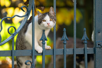 Kot przechodzący przez furtkę w ogrodzie © M