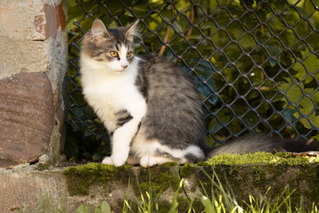 Kot siedzący przy płocie © M