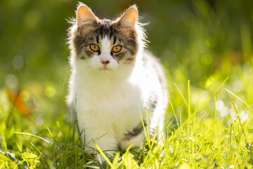 Portret kota w słońcu © M