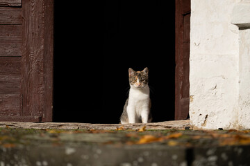 Kot siedzący przy otwartych drzwiach © M