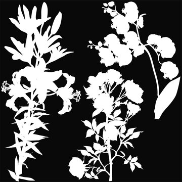 rose, lily and orchid flowers silhouettes isolated on black