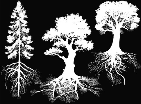 three trees with white roots on black