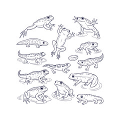 Detailed Wildlife Amphibian Animals Vector Illustration featuring Frog Toad Salamander Clip Art