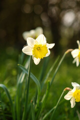 White daffodils in bloom symbolizing spring, renewal and seasonal nature. Bright flowers in natural light, suitable for seasonal, botanical and holiday concepts.