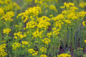 In spring, Euphorbia cyparissias blooms among herbs